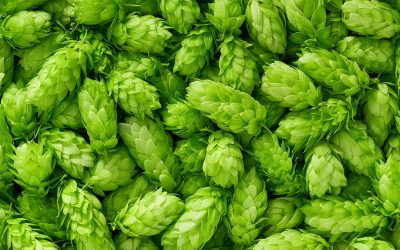 Hops