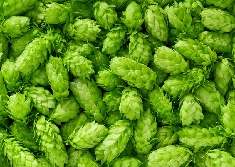 Hop Characteristics, Substitution Chart, and Latest Trends