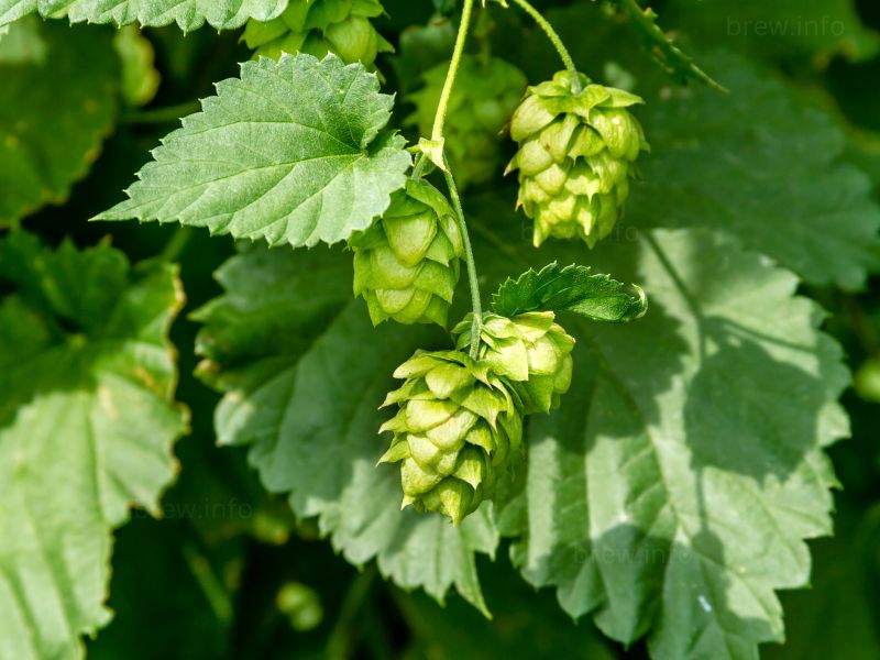 Hops Vocabulary encompasses Alpha Acids, IBUs, and Hop Aroma Profiles