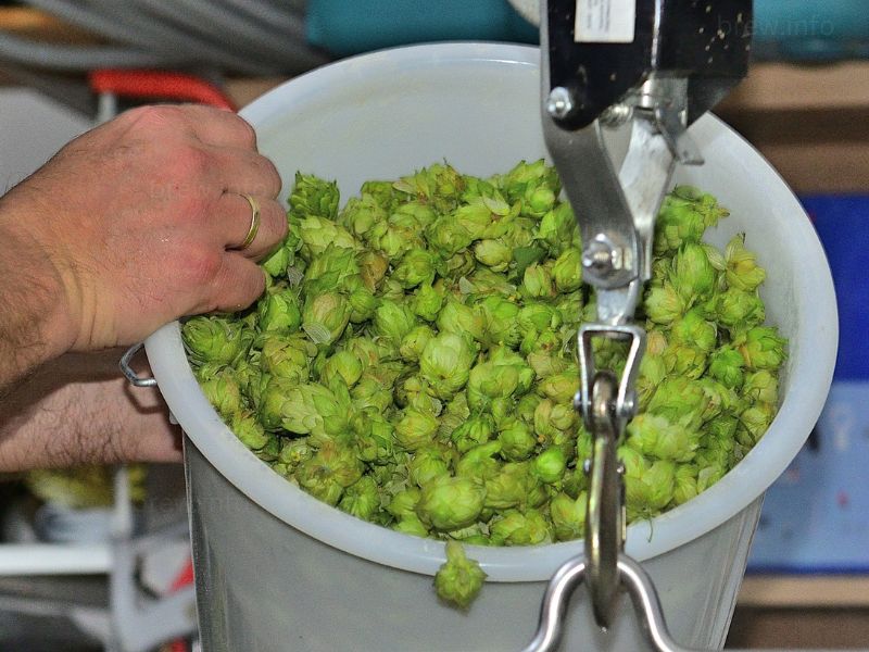 Your selection of hops will transform your brew