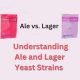 brew Understanding Ale and Lager Yeast Strains 1