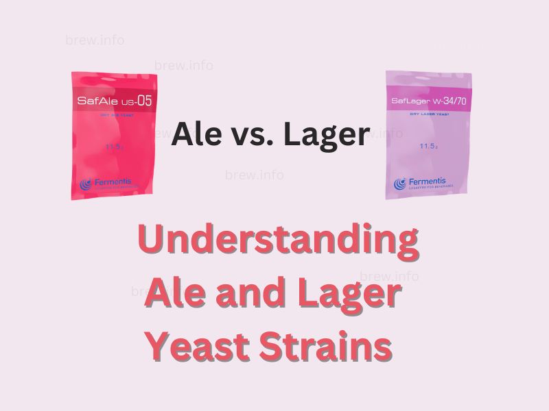 Yeast Essentials – Understanding Ale and Lager Yeast Strains