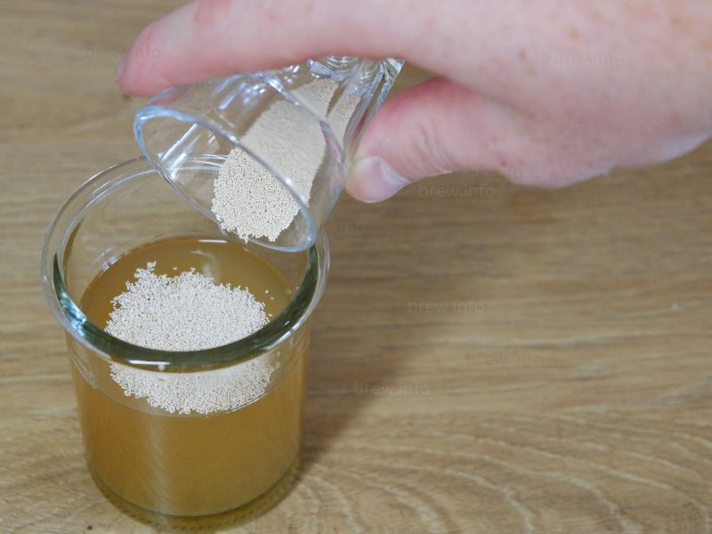 Ale and Lager yeast for homebrewing