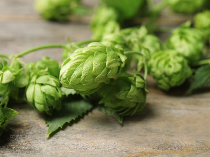 Understanding IBUs and Hop Additions