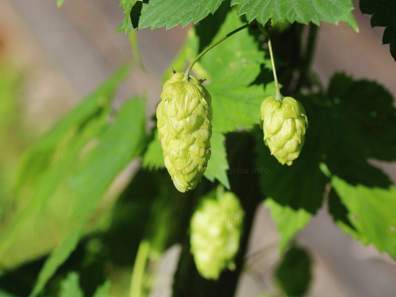 The power of dry hopping your brew