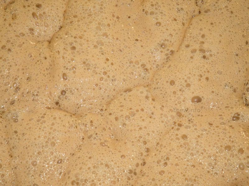 The yeast forms a thick krausen on top of the wort for an ale yeast