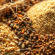 Understanding Malt - The Backbone Of Your Beer understanding-malt-the-backbone-of-your-beer