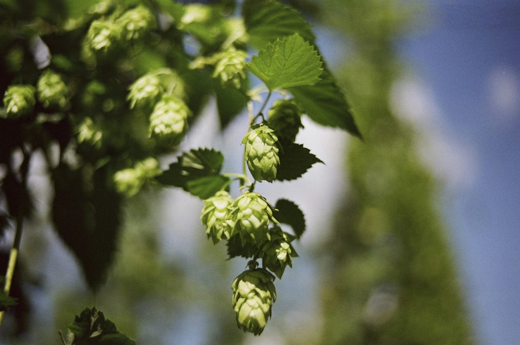 Experimenting With New Hop Varieties: Exploring The Frontier Of Flavor