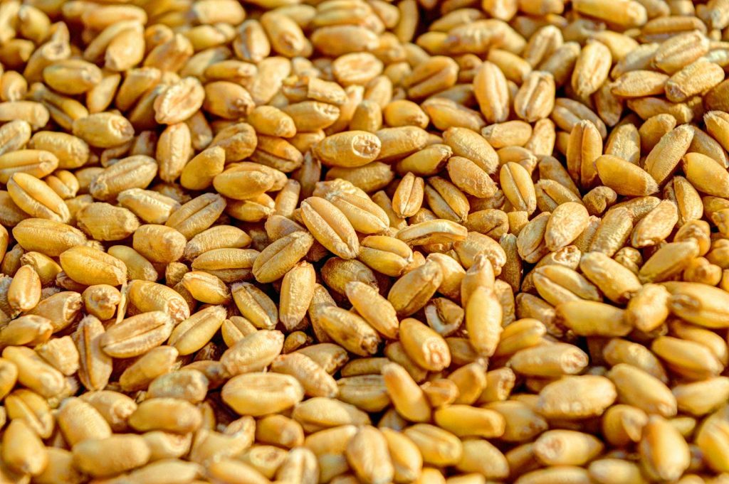 Understanding Malt: The Backbone Of Your Beer Golden wheat kernels up close, showcasing natural textures and grains.