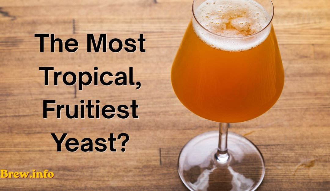 Which Yeast Makes the Most Tropical, Fruitiest Hazy IPA? Brewers Weigh In