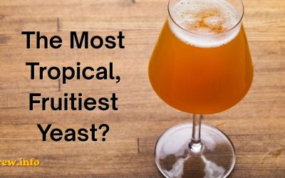 Which Yeast Makes the Most Tropical, Fruitiest Hazy IPA? Brewers Weigh In