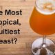 Which Yeast Makes the Most Tropical, Fruitiest Hazy IPA